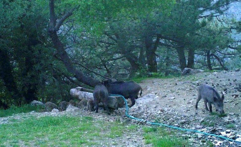 Gece karanlığında kameraya böyle yakalandı! Manisa’da görüldü