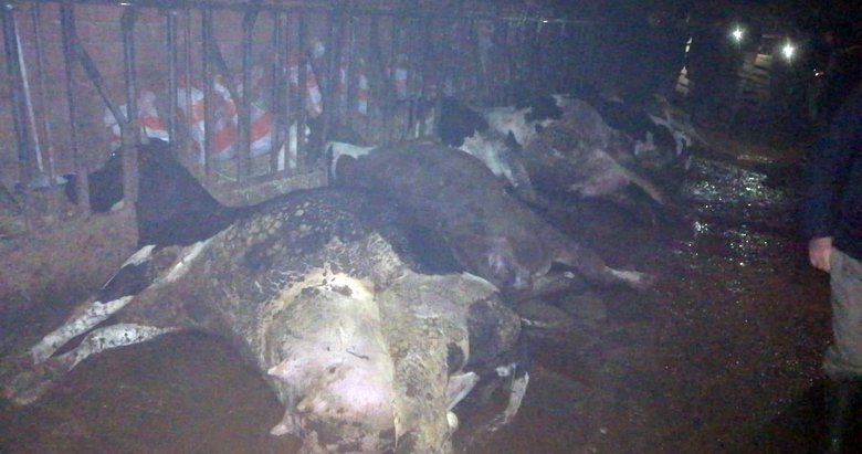 Çanakkale’de elektrik çarpan inekler telef oldu