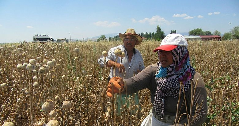 Afyonkarahisar’da haşhaş hasadına başlandı