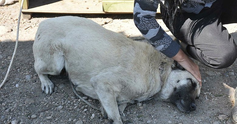 Izmir De Avukatin Sopayla Dovdugu Kopek Adalet Kor Oldu Izmir Haberleri