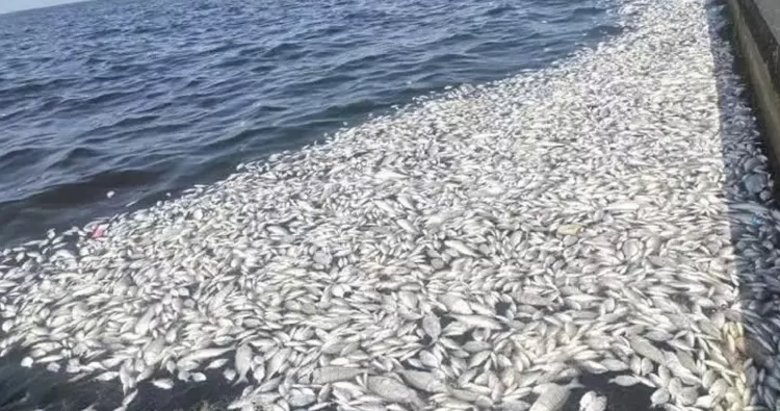 Bakan Kurum’dan İzmir Körfezi için Bilim Kurulu kararı! Bu hafta toplanıyor