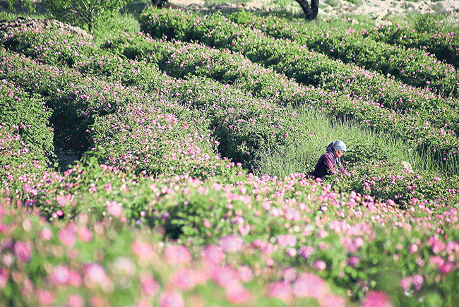 Türkiye’nin çiçek tarlaları