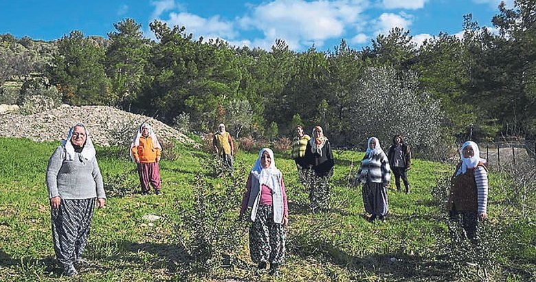 Kadınların emekleri sakız ağaçlarına can oluyor