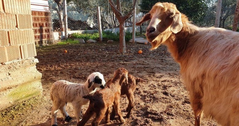 Aydın’da görenleri şaşırtan olay! Bir keçi iki oğlak, bir kuzu doğurdu
