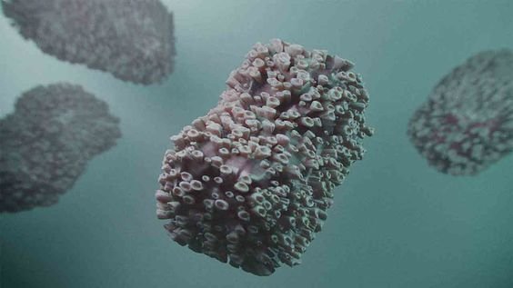 DSÖ, maymun çiçeği virüsü sebebiyle acil durum ilan etti