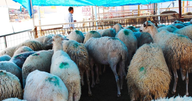 İzmir’de kurbanlık fiyatları ne kadar?