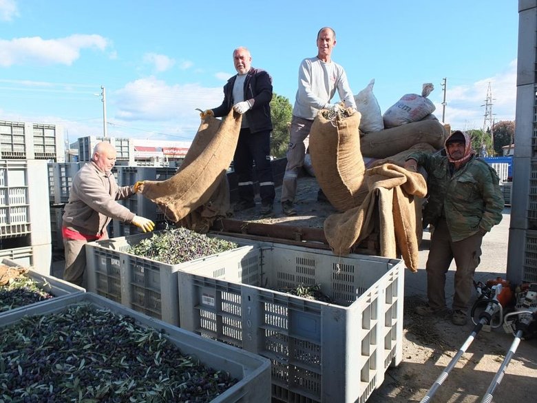 Balıkesir’de zeytin üreticileri zor günler yaşıyor