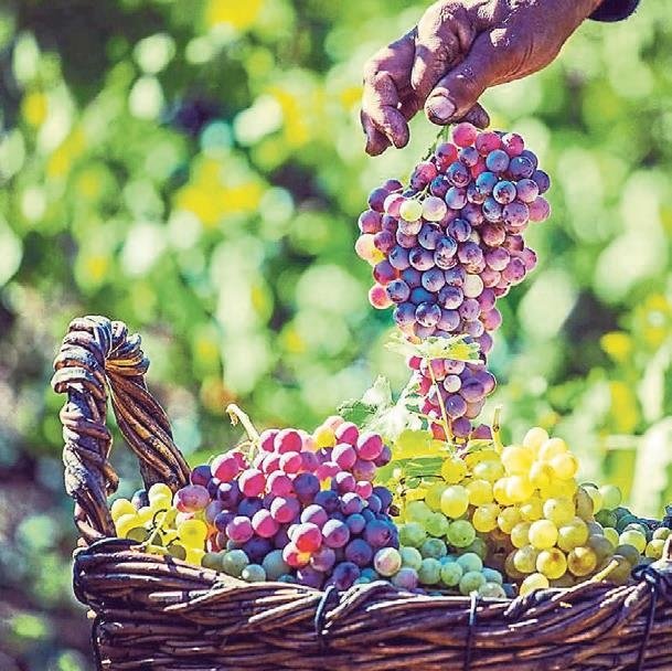 Altın asmaların ülkesi: Lidya Antik Bağ Rotası