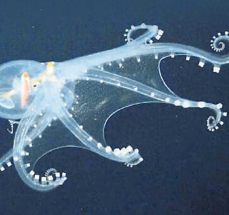 Doğanın mucizesi bu canlılarda gizli!