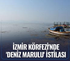 İzmir Körfezi’nde ’deniz marulu’ istilası