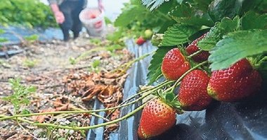 Köprübaşı çileği genç çiftçilerle yaygınlaştırılacak