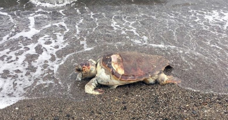 Tedavisi yapılan caretta denize bırakıldı