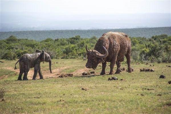 Yavru fil ve bufalonun karşılaşması sosyal medyayı salladı