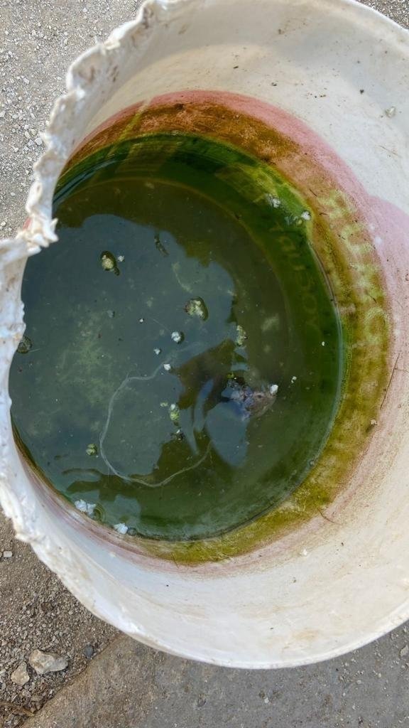 Çanakkale’de vahşet! Barınaktaki köpekler açlıktan birbirlerini yedi