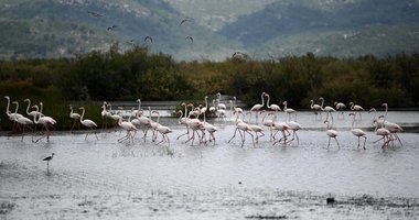Aydın’da flamingolar görsel şölen yarattı