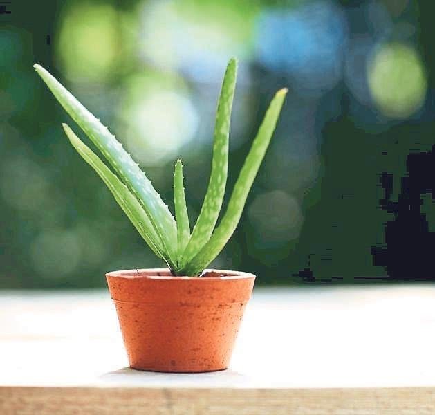 Radyasyonla savaşan bitkiler! Hayat kurtarıyor