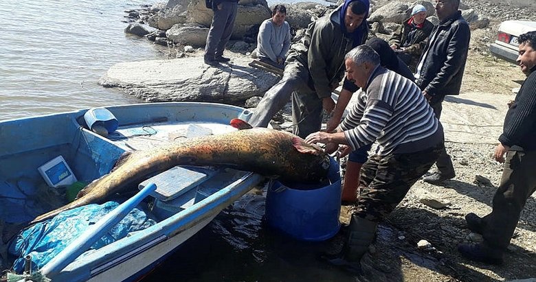 Manisa’da 100 kilogramlık yayın balığı yakalandı