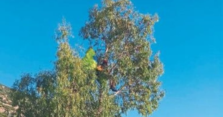 Bin 700 metreden atladı ağaçta asılı kaldı