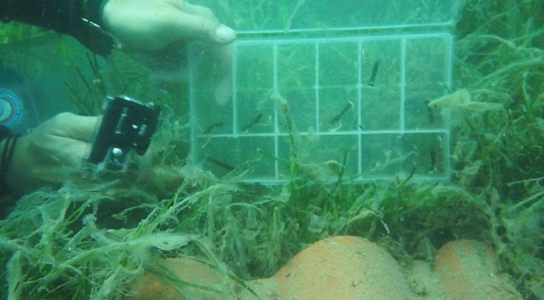 150 yavru Çanakkale’ye bırakıldı! Türkiye’de bir ilk oldu