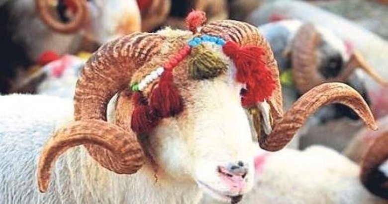 Vekaletle kurban kesim bedeli 11 bin 750 TL