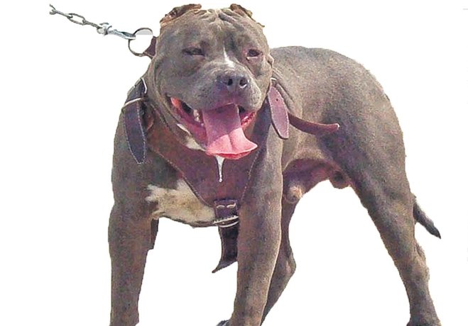 Ayvalik Ta Pitbull Dehseti Ucuncu Sayfa Haberleri
