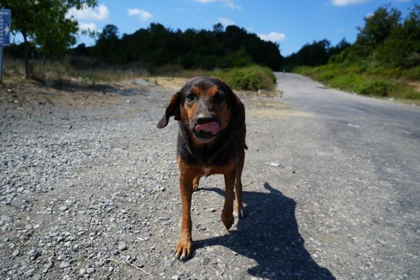 Sürü halinde dolaşan başıboş köpekler mahalleliye korku salıyor: Vatandaşlar tedirgin