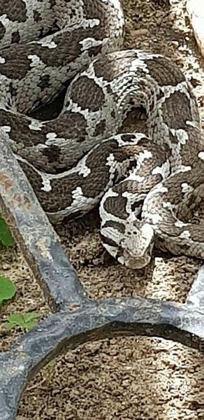 Kuşadası’nda şeritli engerek yılanına kediler saldırdı