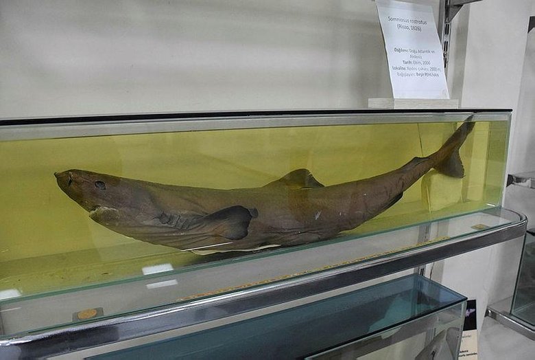 Ege ve Akdeniz’de köpek balığı sayısında artış var mı? Uzman isim açıkladı