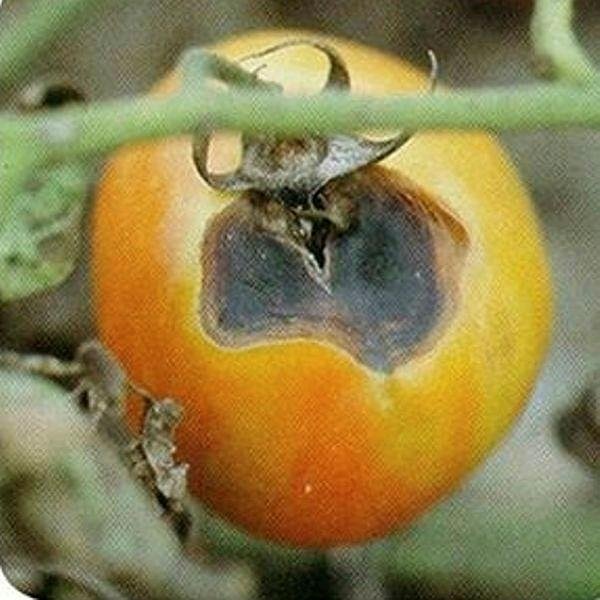 Domateste Kara Şimşek hastalığına dikkat