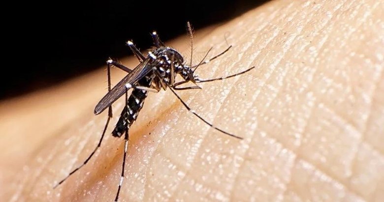 Yeni tehlikenin adı: Asya kaplan sivrisineği! Ege ve Akdeniz’de yayılıyor