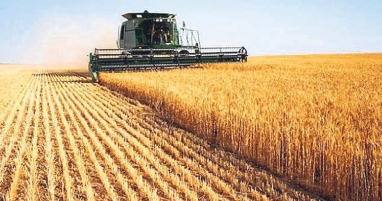 Türkiye'nin buğday üretimi 21,5 milyon tona ulaştı