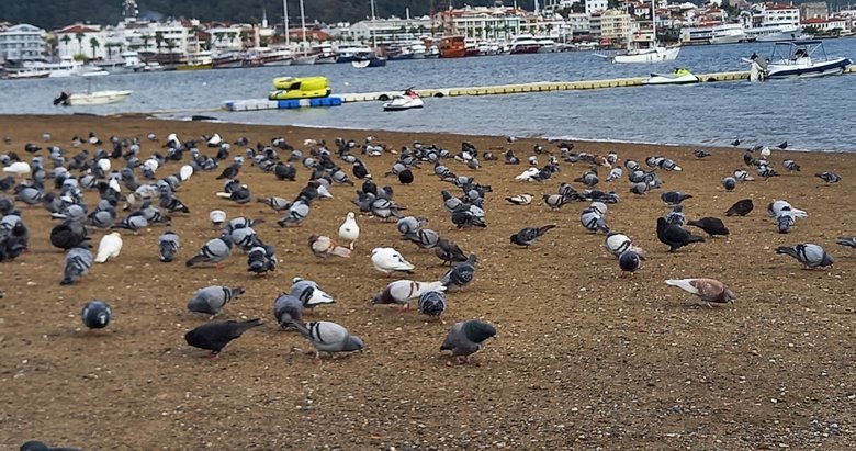 Marmaris’te sahilin keyfini bu defa güvercinler çıkardı!