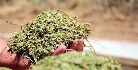 Dünyanın kekik ihtiyacını o ilimiz karşılıyor!...