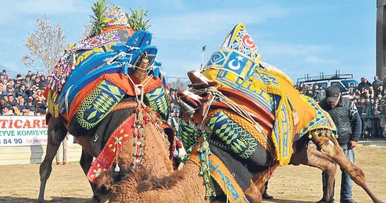 Güreşçi develerin renkli çulları Ayşe Anne’den