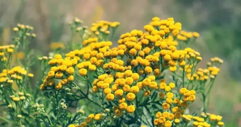 Demliğe 1 parça ekleyip bronşit ve öksürüğe veda edin! Yol kenarında bile yetişiyor