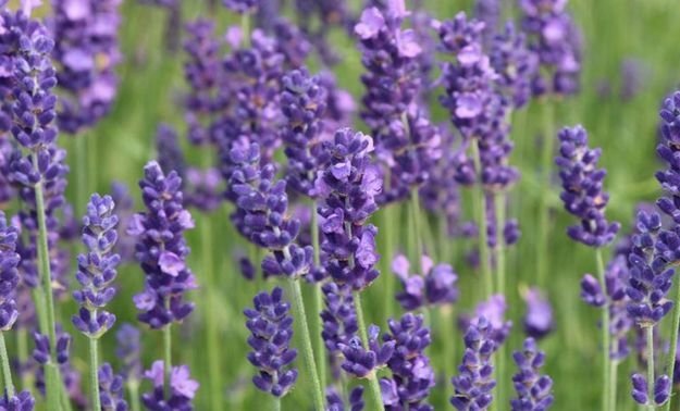 Karabaş otu neye iyi gelir? Faydaları nelerdir?