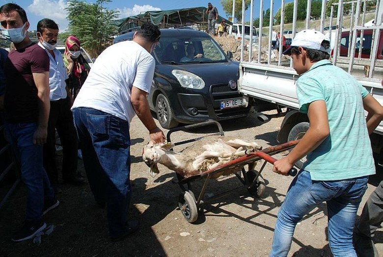 İzmirliler, kurbanlıklarını kesmek için kesim yerlerine koştu