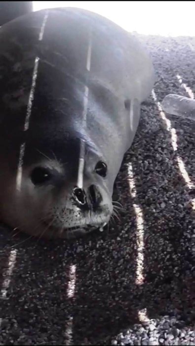 Nadir görülen beyaz fok balığı Bodrum koylarında