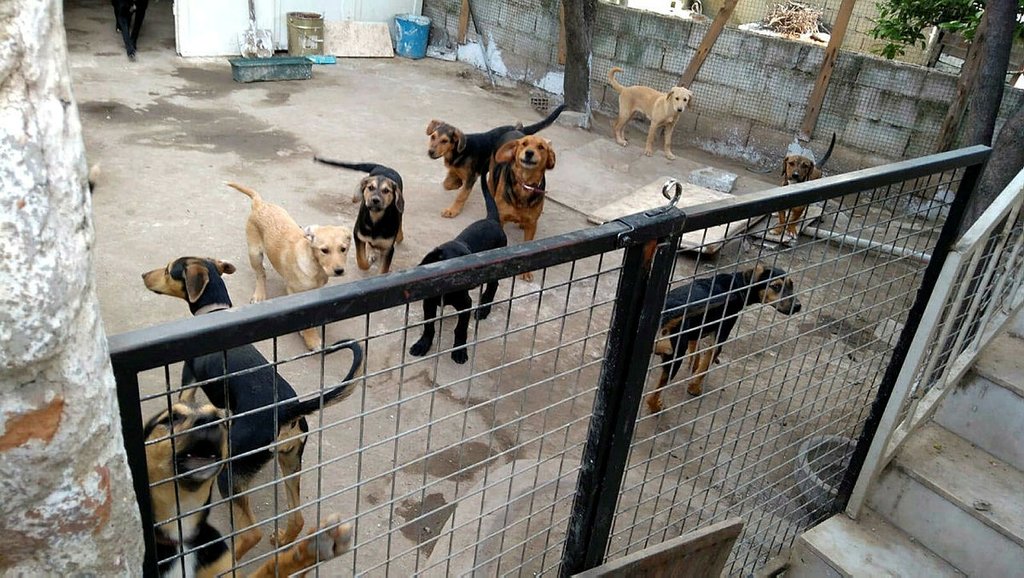 Evde 18 köpek besleyince, ev sahibi ve komşularıyla başı derde girdi
