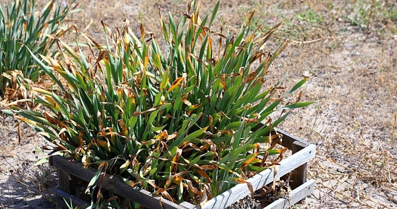 Bu çiçeği koparmanın cezası 387 bin 141 TL