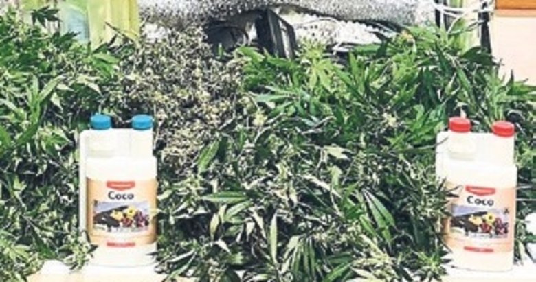 İzmir’deki evinde uyuşturucu yetiştiren 2 zanlı tutuklandı