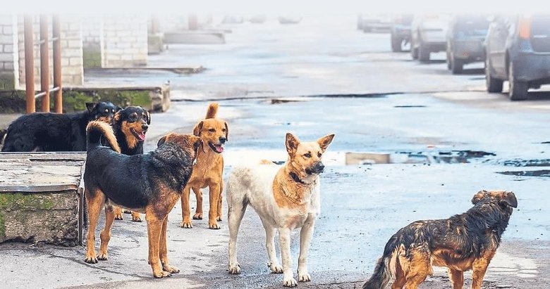 450 bin başıboş köpek İzmir sokaklarında