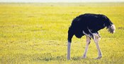 Toksik pozitiflik: ‘Devekuşu etkisi’