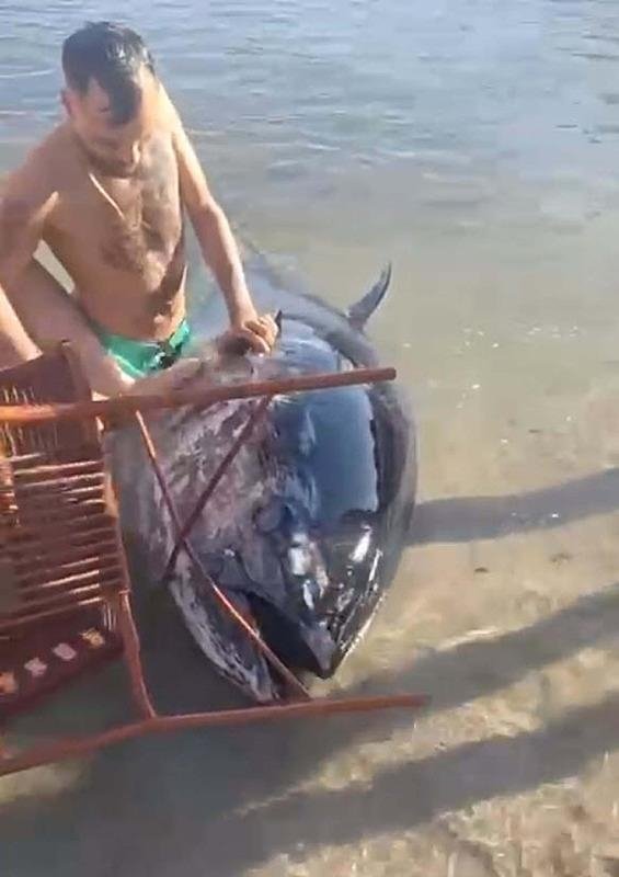 İzmir’de kıyıya vuran orkinoslar için inceleme!