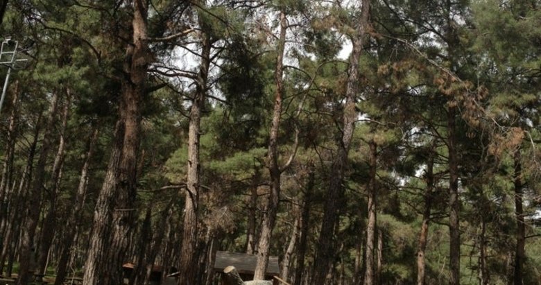 Denizli’de ormanlık alanlarda ateş yakma yasağı geldi!