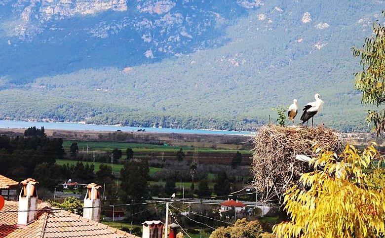 Yüzyıllardır Ege’nin bu köyüne uğramadan geçmiyorlar! Bu sene erken geldiler