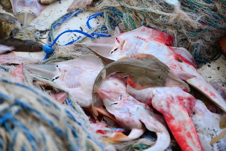 Balıkçıların yeni kabusu: İnsan yüzlü sapan balığı