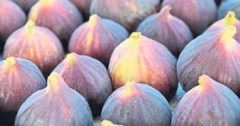 İncirde rekolte kaybı bekleniyor