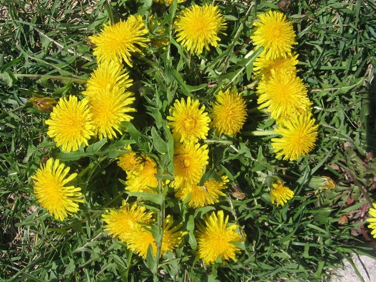 İbn-i Sina yıllar önce önerdi! Şeker hastalığının şifası