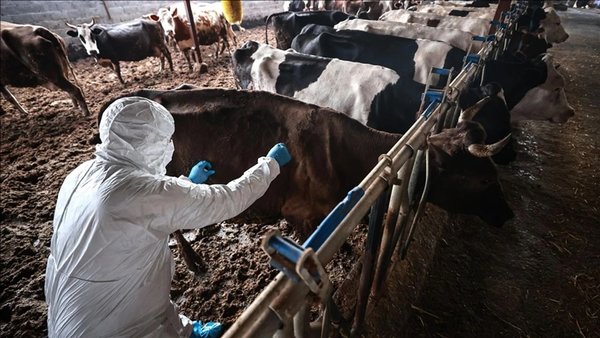 Muğla’da şap alarmı! Milas’ta 11 mahalle karantina altında